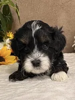 Stormy, a male Miniature Bernedoodle for sale in Springfield, MO – Photo 9 of 10