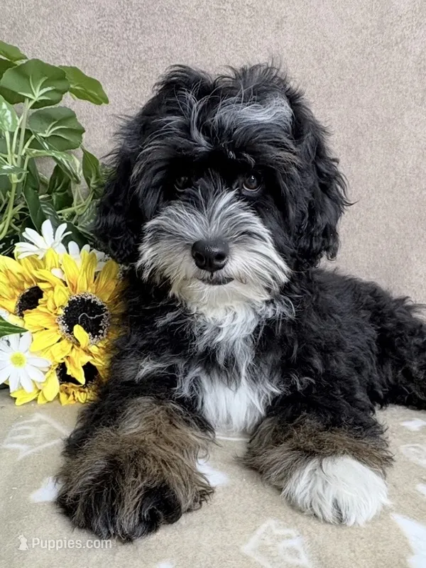 Stormy – Miniature Bernedoodle puppy for sale in Springfield, MO