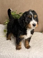 Major, a male Miniature Bernedoodle for sale in Springfield, MO – Photo 7 of 10
