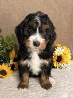 Major, a male Miniature Bernedoodle for sale in Springfield, MO – Photo 2 of 10