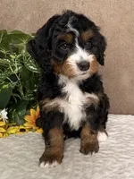 Major, a male Miniature Bernedoodle for sale in Springfield, MO – Photo 1 of 10
