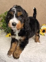 Major, a male Miniature Bernedoodle for sale in Springfield, MO – Photo 9 of 10