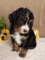 Major, a male Miniature Bernedoodle for sale in Springfield, MO – Photo 5 of 10