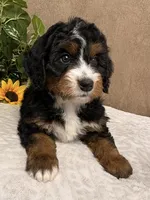 Major, a male Miniature Bernedoodle for sale in Springfield, MO – Photo 4 of 10