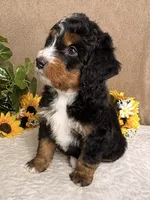 Major, a male Miniature Bernedoodle for sale in Springfield, MO – Photo 6 of 10