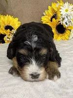 Coffee, a female Miniature Bernedoodle for sale in Springfield, MO – Photo 5 of 10