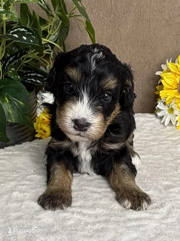 Coffee – Miniature Bernedoodle puppy for sale in Springfield, MO