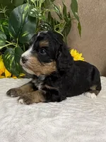 Coffee, a female Miniature Bernedoodle for sale in Springfield, MO – Photo 7 of 10