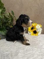 Coffee, a female Miniature Bernedoodle for sale in Springfield, MO – Photo 9 of 10