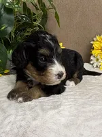 Coffee, a female Miniature Bernedoodle for sale in Springfield, MO – Photo 4 of 10
