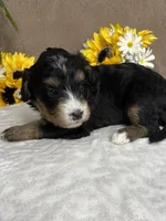 Coffee, a female Miniature Bernedoodle for sale in Springfield, MO – Photo 10 of 10