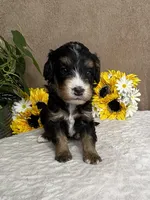 Coffee, a female Miniature Bernedoodle for sale in Springfield, MO – Photo 8 of 10