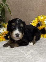 Coffee, a female Miniature Bernedoodle for sale in Springfield, MO – Photo 3 of 10