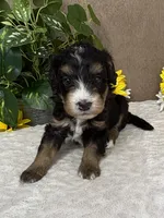 Coffee, a female Miniature Bernedoodle for sale in Springfield, MO – Photo 2 of 10