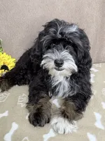 Stormy, a male Miniature Bernedoodle for sale in Springfield, MO – 9 of 10