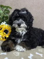 Stormy, a male Miniature Bernedoodle for sale in Springfield, MO – 8 of 10