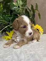 Mocha, a female Miniature Bernedoodle for sale in Springfield, MO – Photo 7 of 10