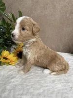 Mocha, a female Miniature Bernedoodle for sale in Springfield, MO – Photo 5 of 10
