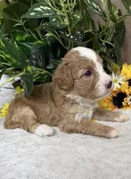 Mocha, a female Miniature Bernedoodle for sale in Springfield, MO – Photo 3 of 10