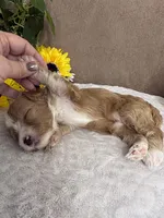 Mocha, a female Miniature Bernedoodle for sale in Springfield, MO – Photo 9 of 10