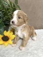 Mocha, a female Miniature Bernedoodle for sale in Springfield, MO – Photo 4 of 10
