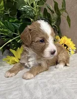 Mocha, a female Miniature Bernedoodle for sale in Springfield, MO – Photo 6 of 10