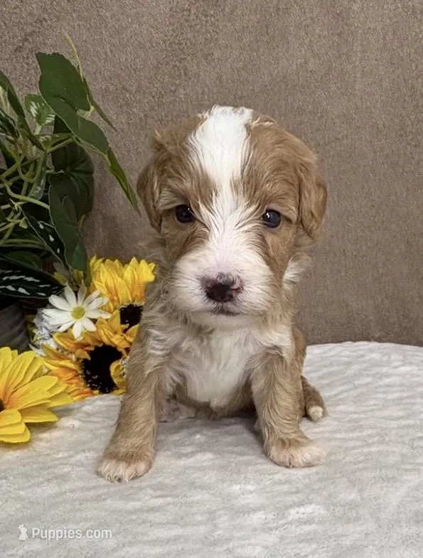 Mocha – Miniature Bernedoodle puppy for sale in Springfield, MO