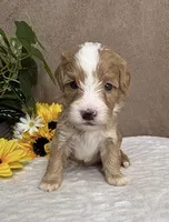 Mocha, a female Miniature Bernedoodle for sale in Springfield, MO – Photo 1 of 10