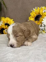 Mocha, a female Miniature Bernedoodle for sale in Springfield, MO – Photo 10 of 10