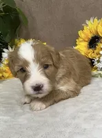Mocha, a female Miniature Bernedoodle for sale in Springfield, MO – Photo 2 of 10