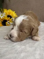 Mocha, a female Miniature Bernedoodle for sale in Springfield, MO – Photo 8 of 10