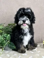 Stormy, a male Miniature Bernedoodle for sale in Springfield, MO – 6 of 10