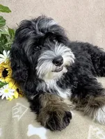 Stormy, a male Miniature Bernedoodle for sale in Springfield, MO – 2 of 10