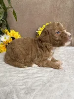 Cappuccino, a male Miniature Bernedoodle for sale in Springfield, MO – Photo 7 of 10