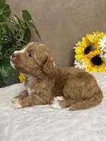 Cappuccino, a male Miniature Bernedoodle for sale in Springfield, MO – Photo 10 of 10