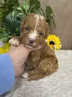 Cappuccino, a male Miniature Bernedoodle for sale in Springfield, MO – Photo 5 of 10