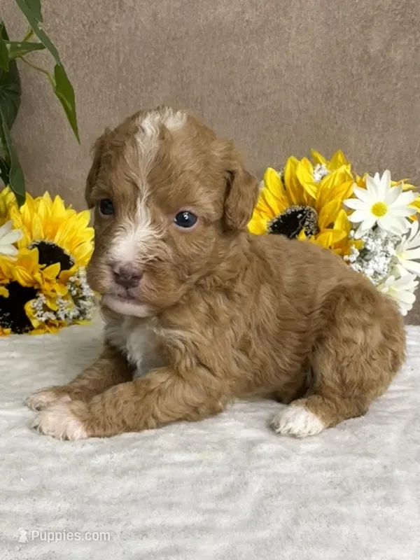 Cappuccino – Miniature Bernedoodle puppy for sale in Springfield, MO