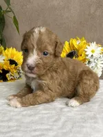 Cappuccino, a male Miniature Bernedoodle for sale in Springfield, MO – Photo 1 of 10