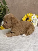 Cappuccino, a male Miniature Bernedoodle for sale in Springfield, MO – Photo 4 of 10