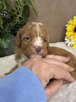 Cappuccino, a male Miniature Bernedoodle for sale in Springfield, MO – Photo 8 of 10