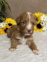Cappuccino, a male Miniature Bernedoodle for sale in Springfield, MO – Photo 6 of 10