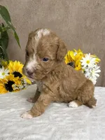 Cappuccino, a male Miniature Bernedoodle for sale in Springfield, MO – Photo 3 of 10