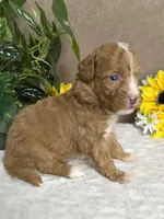 Cappuccino, a male Miniature Bernedoodle for sale in Springfield, MO – Photo 2 of 10