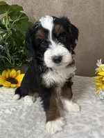 Frosty, a male Miniature Bernedoodle for sale in Springfield, MO – Photo 1 of 8