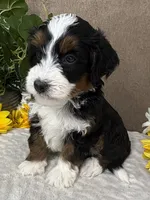 Frosty, a male Miniature Bernedoodle for sale in Springfield, MO – Photo 3 of 8