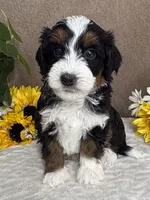 Frosty, a male Miniature Bernedoodle for sale in Springfield, MO – Photo 4 of 8