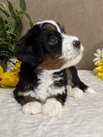 Frosty, a male Miniature Bernedoodle for sale in Springfield, MO – Photo 2 of 8