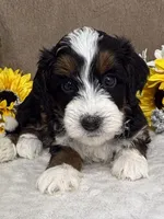 Frosty, a male Miniature Bernedoodle for sale in Springfield, MO – Photo 5 of 8