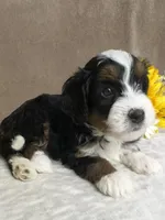 Frosty, a male Miniature Bernedoodle for sale in Springfield, MO – Photo 7 of 8