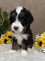 Frosty, a male Miniature Bernedoodle for sale in Springfield, MO – Photo 6 of 8